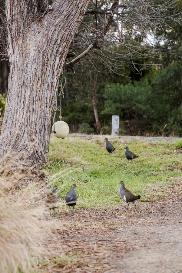 Lawrence Creek Cottage Bruny Island Simpsons Bay Exterior foto